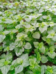 Hạt Giống Rau Càng Cua Chất Lượng Cao