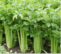 Hạt giống Rau cần tây Ngọt Giòn chất lượng cao