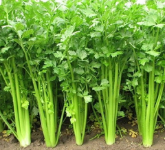 Hạt giống Rau cần tây Ngọt Giòn chất lượng cao