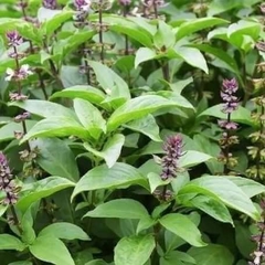 Hạt giống rau húng quế chất lượng cao