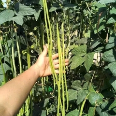 Hạt giống đậu đũa năng suất cao gói 20gr