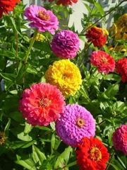 Hạt giống hoa Cúc lá Nhám gói to 2500 hạt