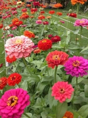 Hạt giống hoa Cúc lá Nhám gói to 2500 hạt