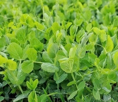 Hạt rau mầm đậu Hà Lan hàng chuẩn làm rau mầm/nấu sữa/ gói 50gr