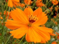 1kg Hạt giống hoa cánh bướm (sao nhái)màu vàng