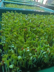 Hạt giống rau cải mầm chất lượng cao