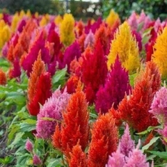 Hạt giống hoa Mào Gà Đuôi Phụng đẹp dễ trồng quanh năm gói 200 hạt