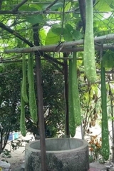 Hạt giống bầu sao trái dài năng suất cao