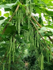 Hạt giống đậu cove leo tứ quý  quả dày hạt nâu gói 50gr