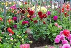 Hạt giống hoa Thược Dược nhiều màu 100 hạt