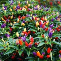 Hạt Giống Ớt ngũ sắc Chỉ Thiên