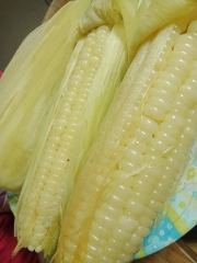 Hạt giống Ngô, bắp  Nếp Lai HN 88 Mới Dẻo Ngọt Bông To gói 500gr