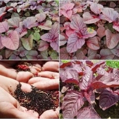 Hạt giống Rau Dền Đỏ Gỗ  (20g~7000 hạt) cây khỏe, nhanh thu hoạch