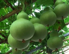 COMBO HẠT GIỐNG 8 LOẠI BẦU – BÍ – MƯỚP DỄ TRỒNG TỶ LỆ NẢY MẦM CAO – SIÊU SAI TRÁI – DỄ CHĂM SÓC