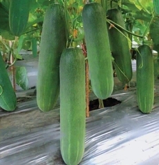 Hạt Giống Dưa Chuột Xanh Dễ Trồng
