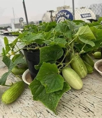 Hạt giống dưa chuột cho mèo