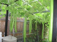 Hạt giống bầu sao trái dài năng suất cao