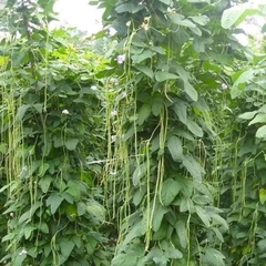 Hạt giống đậu đũa năng suất cao gói 20gr