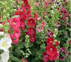 Hạt giống hoa Mãn Đính Hồng gói 100 hạt