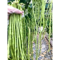 Hạt giống đậu đũa năng suất cao gói 20gr
