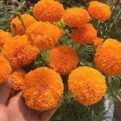 Hạt Giống Hoa Cúc Vạn Thọ Cao Lỡ CAM Sai Bông F1 TG45