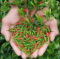 Hạt Giống Ớt Xiêm Thái Lan Cao Cấp