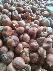 Hành ta chọn nhặt chắc mẩy từng củ