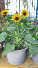 Hạt giống Hướng Dương lùn (cao40-50cm) trồng chậu đẹp dễ trồng quanh năm gói 50 hạt