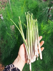 Hạt giống Măng Tây Xanh Mỹ chất lượng cao gói 30 hạt