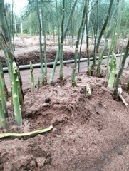 Hạt giống Măng Tây Xanh Mỹ chất lượng cao gói 30 hạt