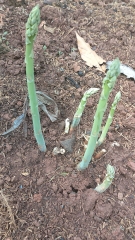 Hạt giống Măng Tây Xanh Mỹ chất lượng cao gói 30 hạt