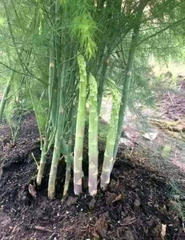 Hạt giống Măng Tây Xanh Mỹ chất lượng cao gói 30 hạt