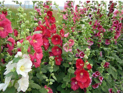 Hạt giống hoa Mãn Đính Hồng gói 100 hạt