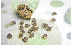 Hạt giống hoa Mãn Đính Hồng gói 100 hạt