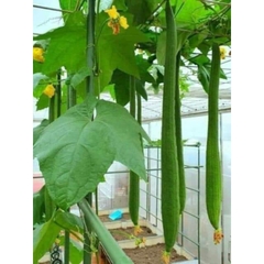 Hạt Giống Mướp Hương F1 Bội Thu TG117- gói 1gr