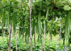 Hạt giông mướp nhật lặc lài