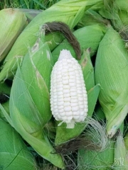 (500g) Hạt giống Bắp ngô nếp nù sữa thơm ngon