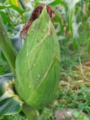 (500g) Hạt giống Bắp ngô nếp nù sữa thơm ngon