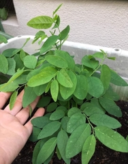 Hạt giống Rau bồ ngọt cho thu hoạch lâu dài- gói 1gr