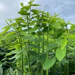 Hạt giống Rau bồ ngọt cho thu hoạch lâu dài- gói 1gr