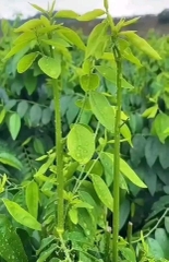 Hạt giống Rau bồ ngọt cho thu hoạch lâu dài- gói 1gr