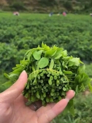 Hạt giống Rau bồ ngọt cho thu hoạch lâu dài- gói 1gr