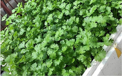 Hạt giống rau mùi ,ngò rí