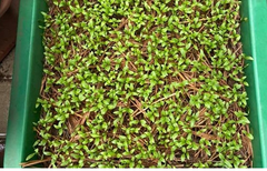 Hạt giống rau mùi ,ngò rí