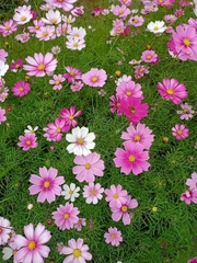 Hạt giống hoa cánh bướm nhiều màu đẹp chất lượng gói 1kg