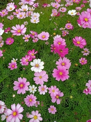 Hạt giống hoa cánh bướm nhiều màu đẹp chất lượng gói 1kg