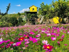 Hạt giống hoa cánh bướm nhiều màu đẹp chất lượng gói 1kg