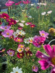 Hạt giống hoa cánh bướm nhiều màu đẹp chất lượng gói 1kg