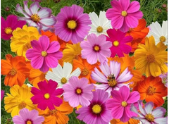 Hạt giống hoa cánh bướm (sao nhái) gói 500 hạt