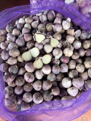 Tỏi cô đơn chọn nhặt từng củ chắc mẩy